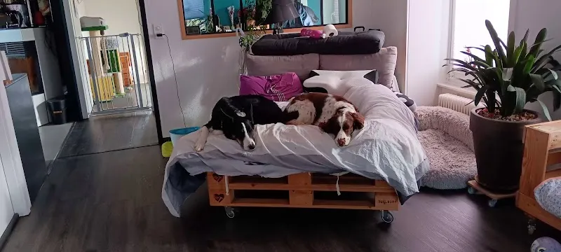 L'univers des animaux — Pension pour chats, Sâles, Fribourg. Foto 2