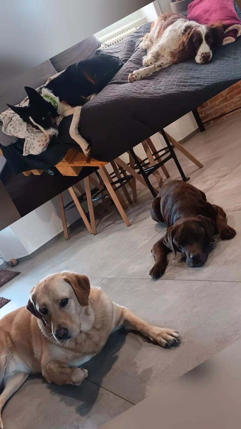 L'univers des animaux — Pension pour chats, Sâles, Fribourg. Foto 3