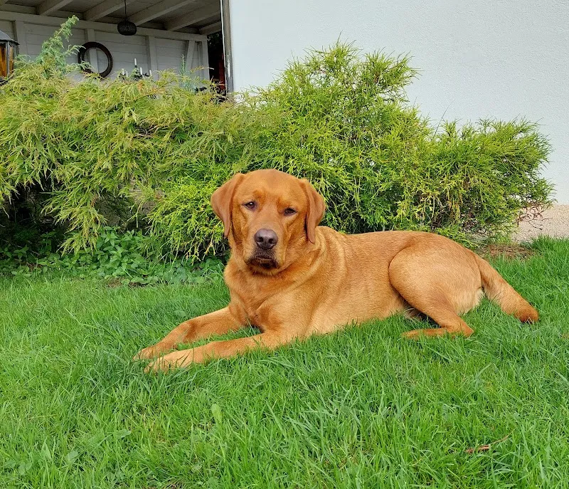 Kleintierpraxis MythenVet — Veterinario, Schwyz, Svitto. Foto 2