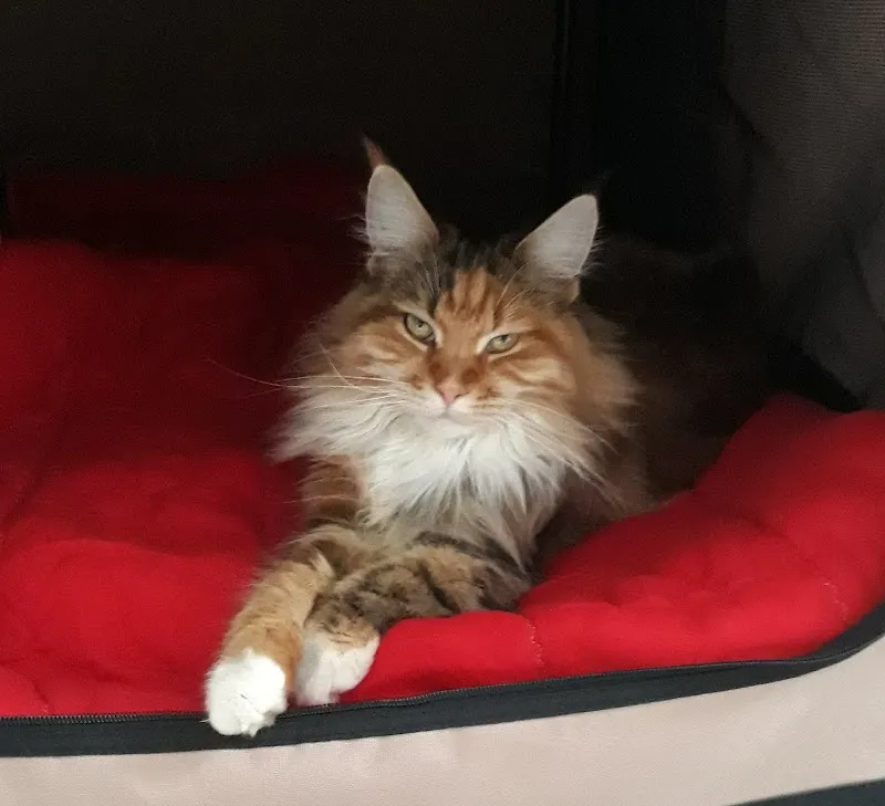 Kleintierpraxis MythenVet — Veterinario, Schwyz, Svitto. Foto 3