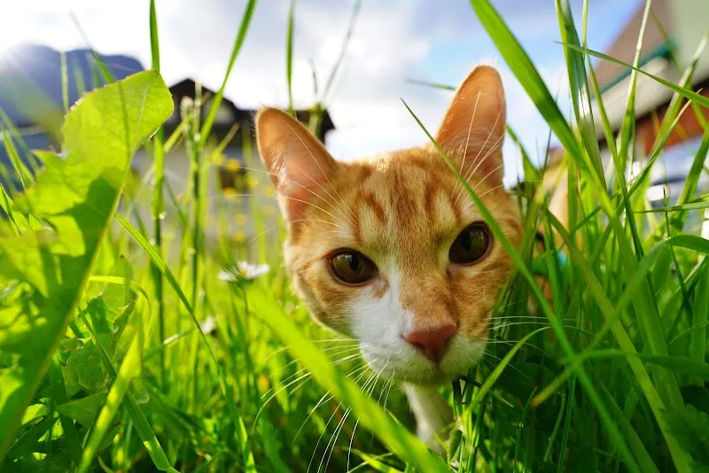 Kleintierpraxis Pfötliteam — Tierarzt, Altdorf, Uri. Foto 2
