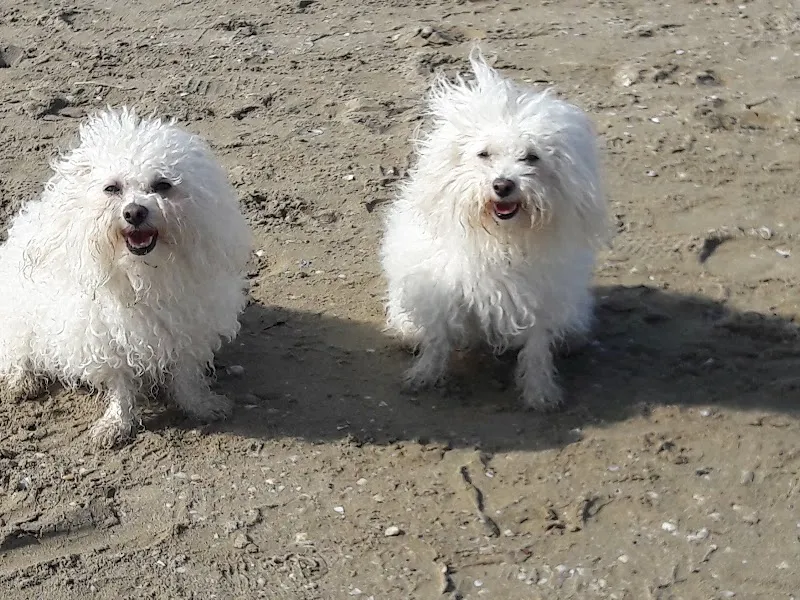Odermatt Klaus — Tierarzt in Stans, Nidwalden. Bewertung 4.6/5.