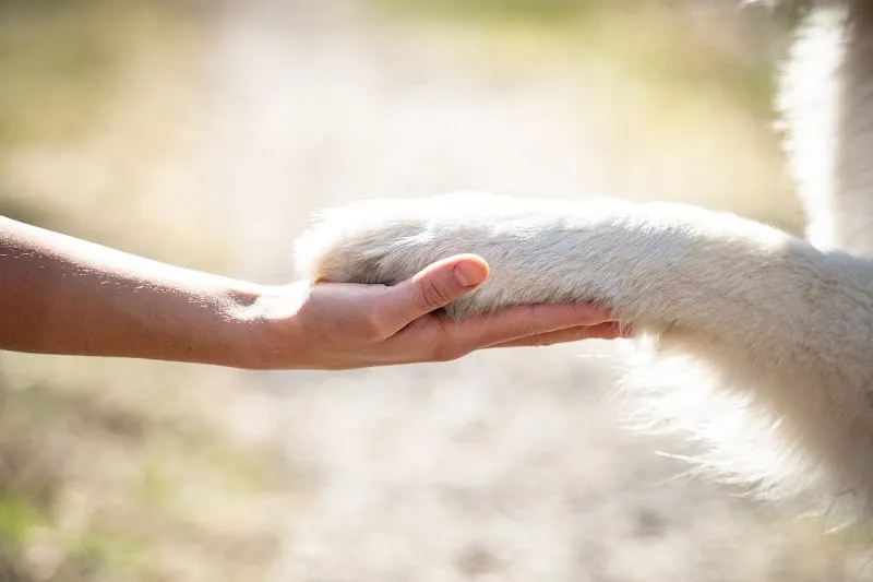 Sense For Animals — Tierdienste in Erstfeld, Uri. Bewertung 5.0/5.