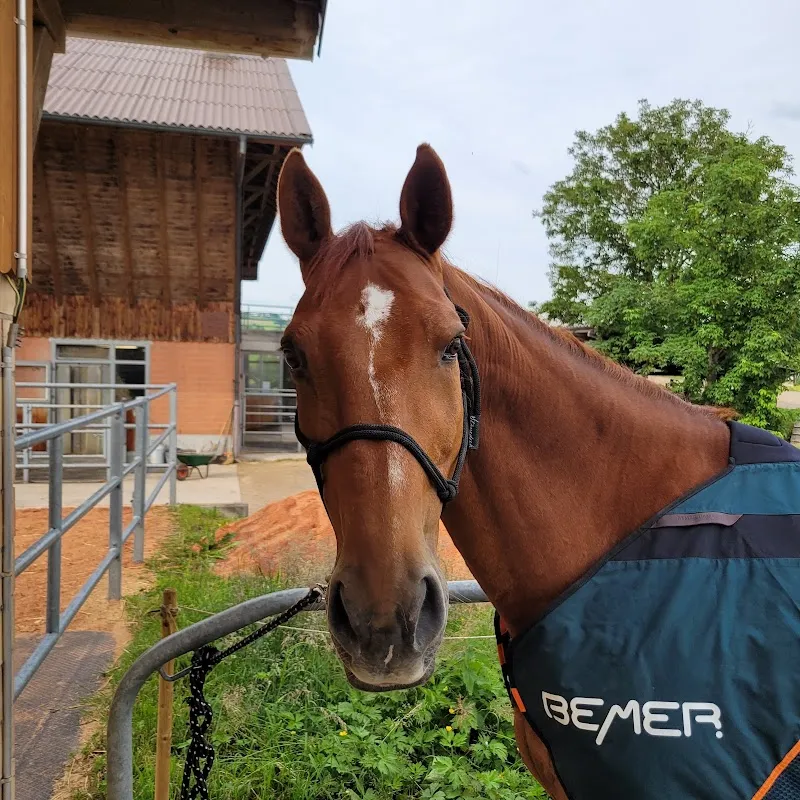 Sense For Animals — Service animalier, Erstfeld, Uri. Foto 2