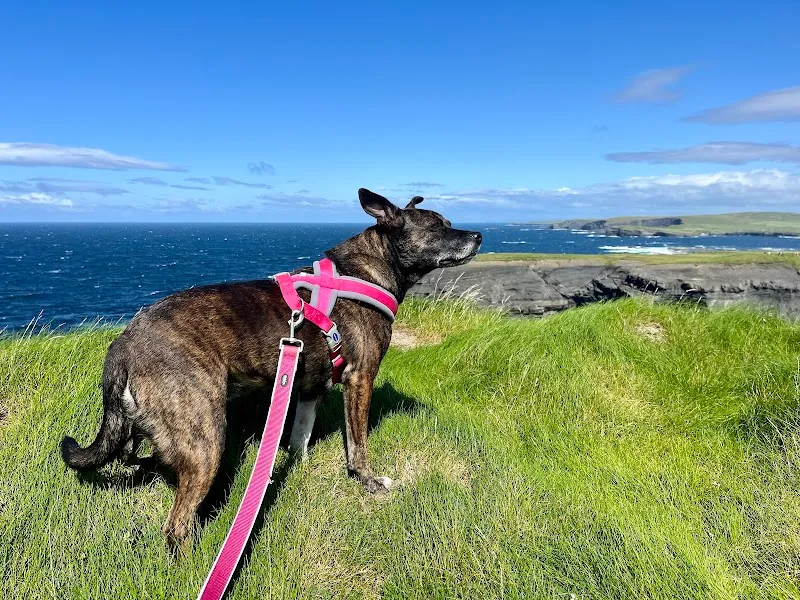 Sense For Animals — Service animalier, Erstfeld, Uri. Foto 3