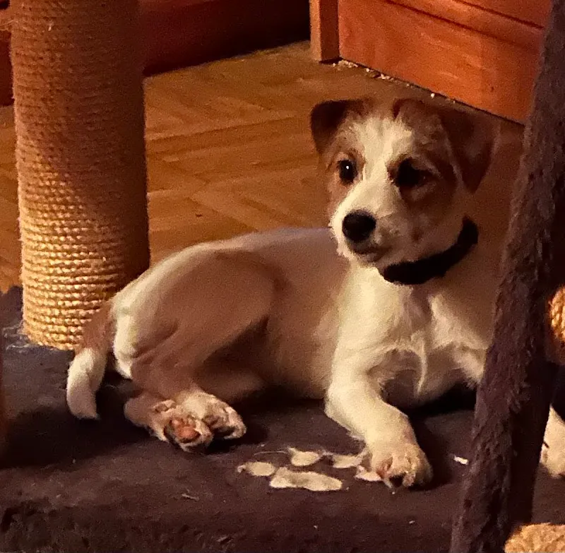 SwissVets AG, Nutztierpraxis Aamatt — Vétérinaire, Kägiswil, Obwald. Foto 2