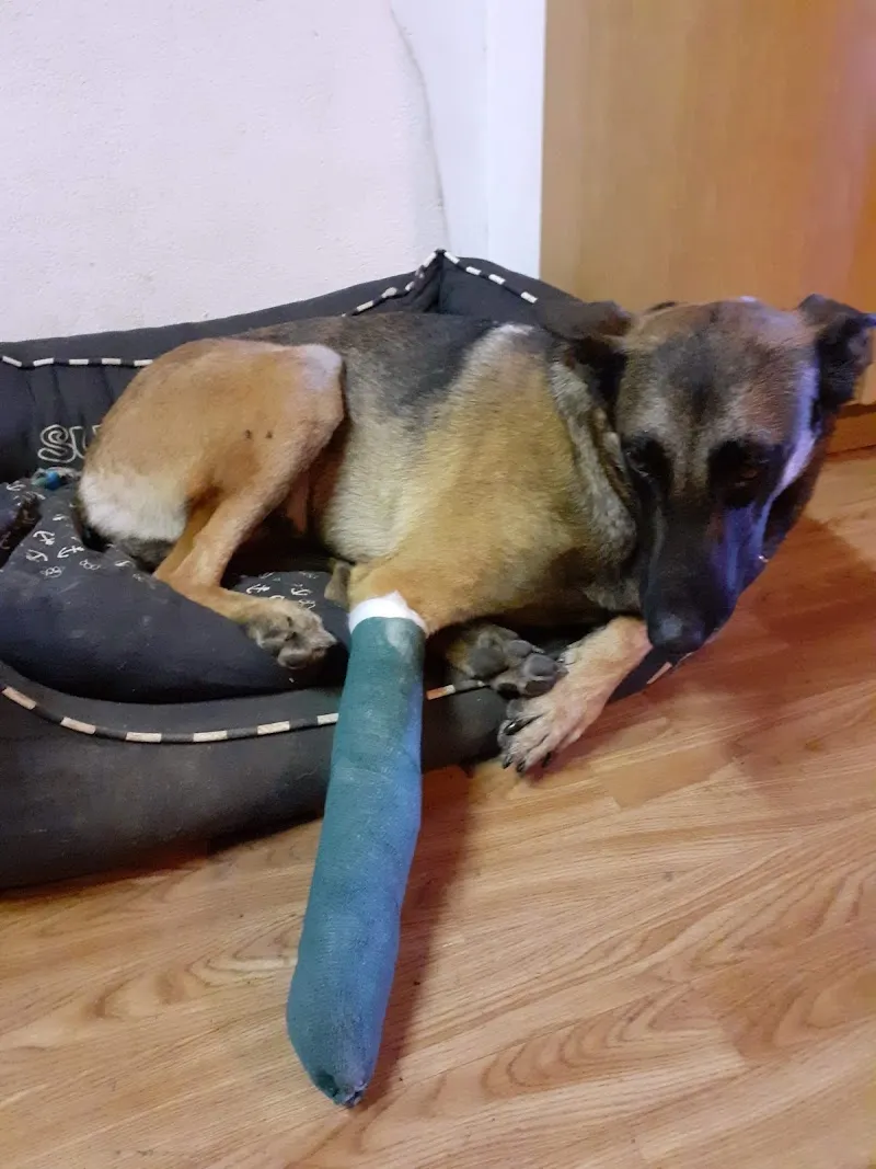 Tierarzt Buochs AG — Tierarzt in Buochs, Nidwalden. Bewertung 4.7/5.