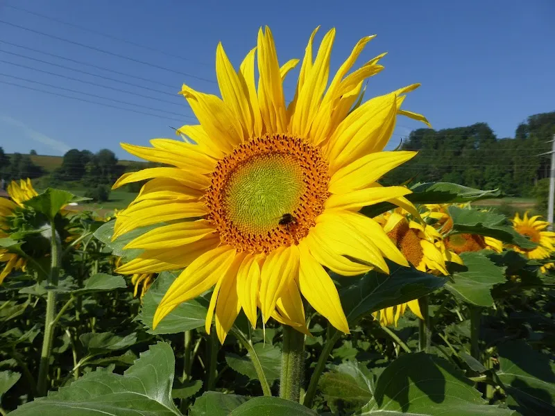Tierarzt Buochs AG — Vétérinaire, Buochs, Nidwald. Foto 2