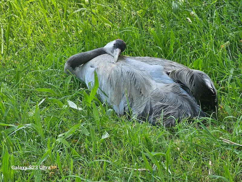 Tierarzt-Praxis ParkVets — Tierarzt in Goldau, Schwyz. Bewertung 4.9/5.
