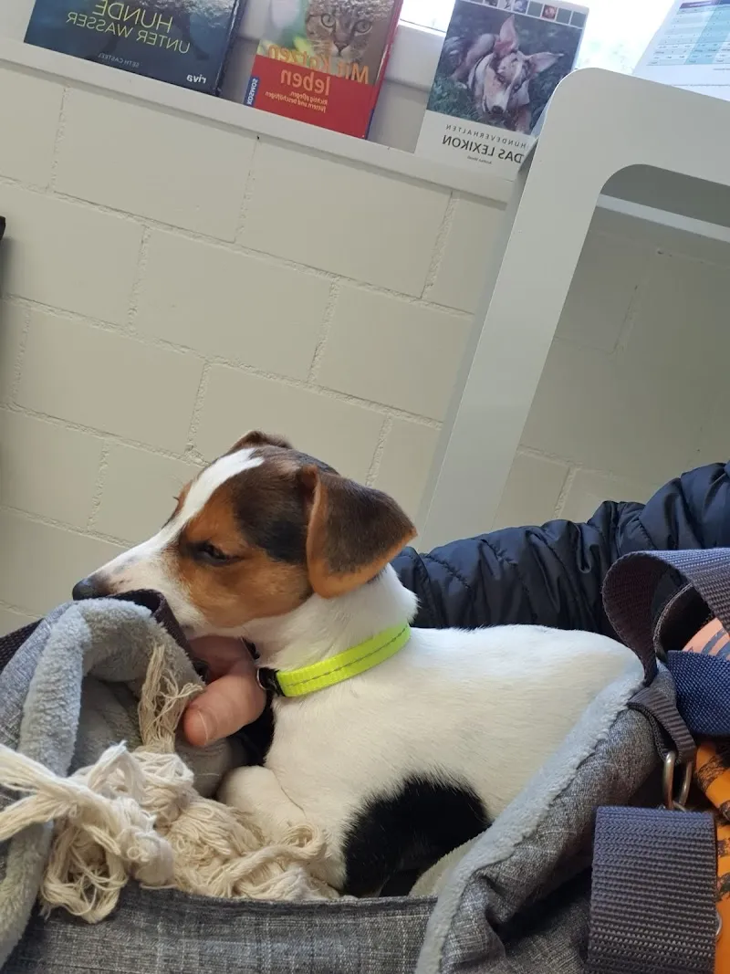 Tierarzt-Praxis ParkVets — Vétérinaire, Goldau, Schwyz. Foto 2