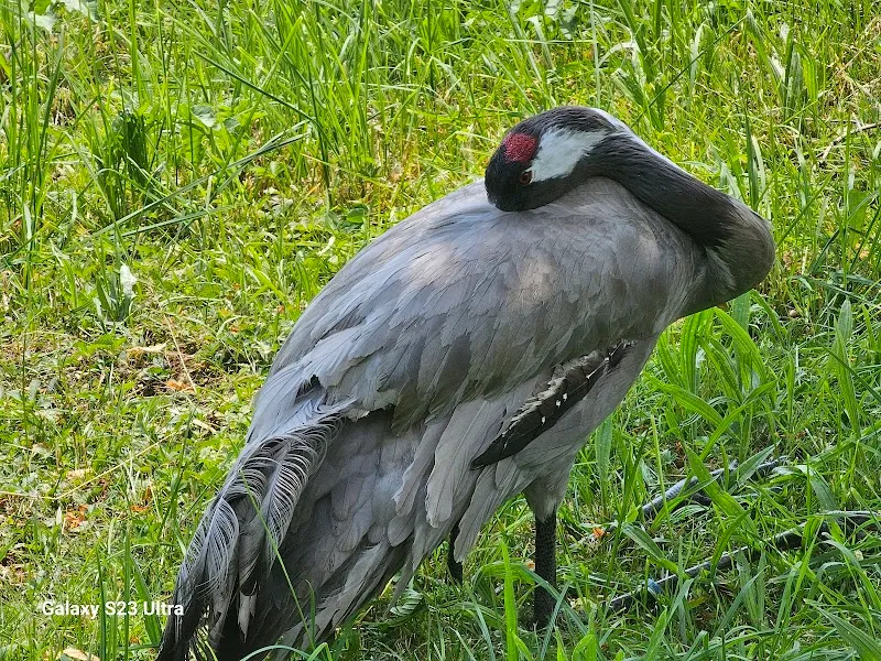 Tierarzt-Praxis ParkVets — Vétérinaire, Goldau, Schwyz. Foto 3