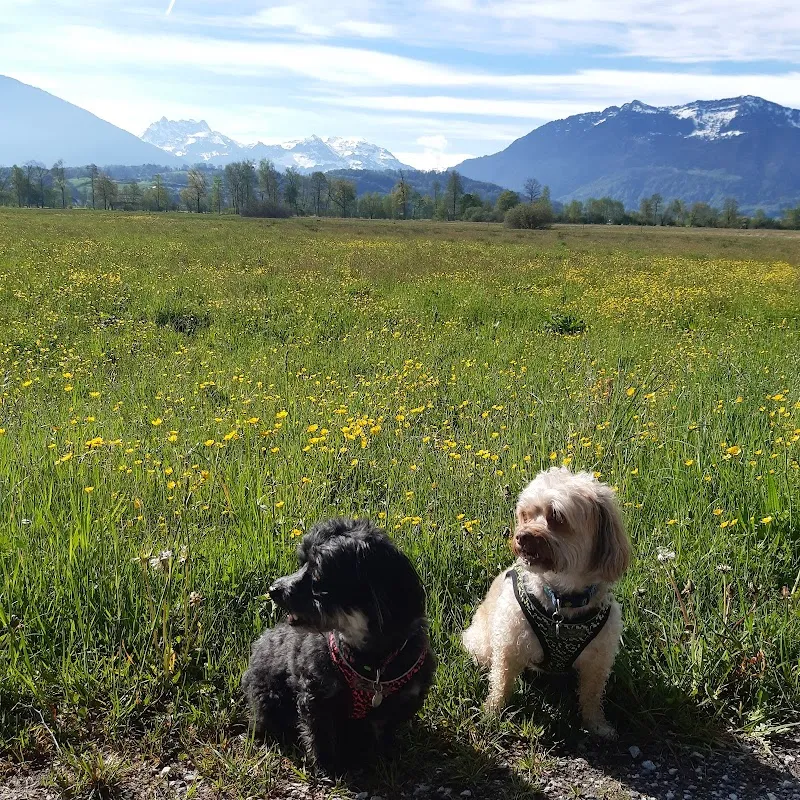 Tierklinik am Kreis AG — Vétérinaire, Netstal, Glaris. Foto 3