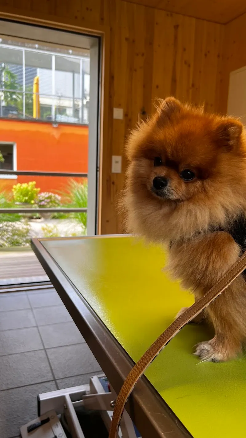 Winzap Tierärzte Kleintier AG | Notfalldienst nach Vereinbarung — Tierarzt, Ingenbohl, Schwyz. Foto 2