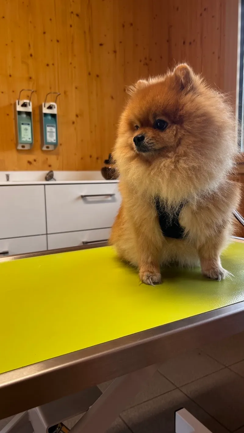 Winzap Tierärzte Kleintier AG | Notfalldienst nach Vereinbarung — Tierarzt, Ingenbohl, Schwyz. Foto 3