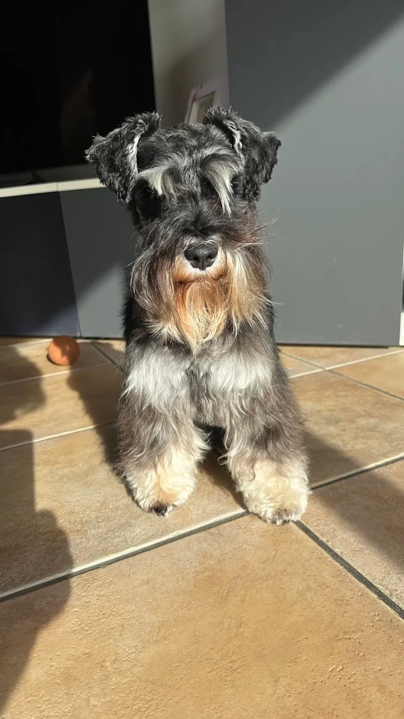 AniCura Centre vétérinaire Ecublens — Tierarzt, Ecublens, Waadt. Foto 2