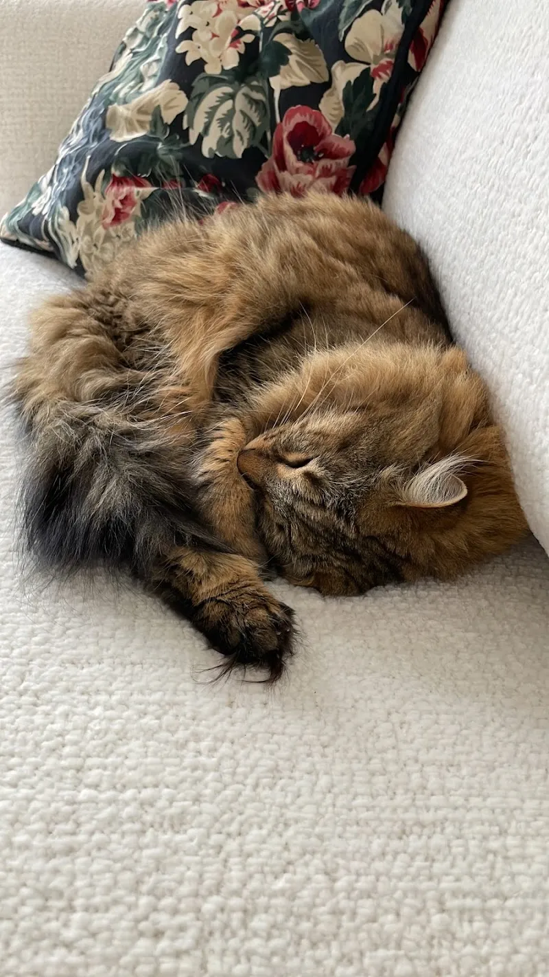 AniCura Lausanne - Cabinet vétérinaire — Tierarzt in Lausanne, Waadt. Bewertung 4.3/5.