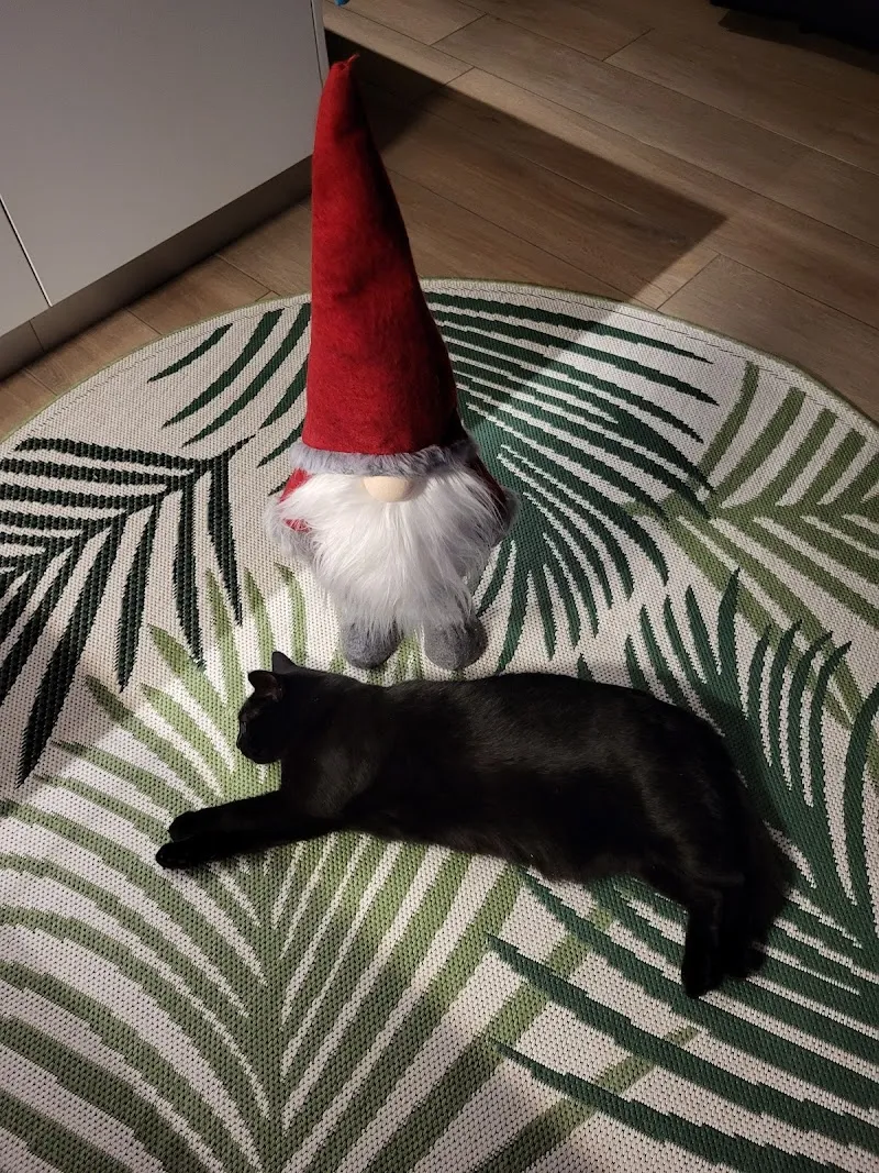 La Minouterie - NE PREND PLUS DE NOUVEAUX CLIENTS — Katzenpension in Gillarens, Freiburg. Bewertung 4.9/5.