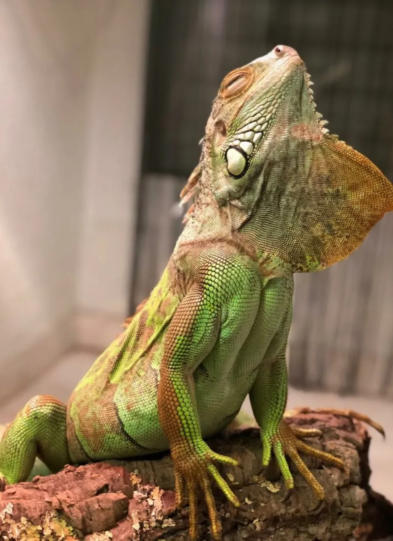 Animalis — Tierarzt, Puidoux, Waadt. Foto 2