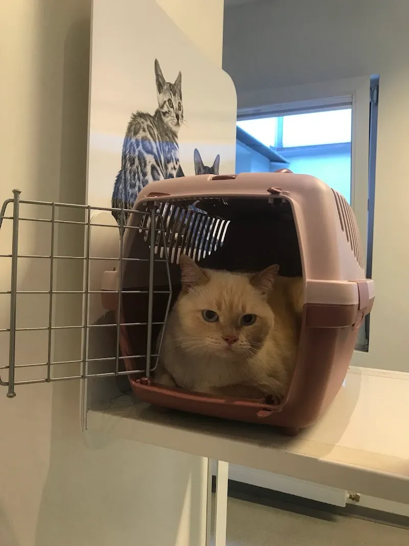 Animed - Cabinet Vétérinaire Lausanne — Tierarzt, Lausanne, Waadt. Foto 2