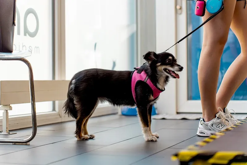 Animed - Cabinet Vétérinaire Lausanne — Tierarzt, Lausanne, Waadt. Foto 3