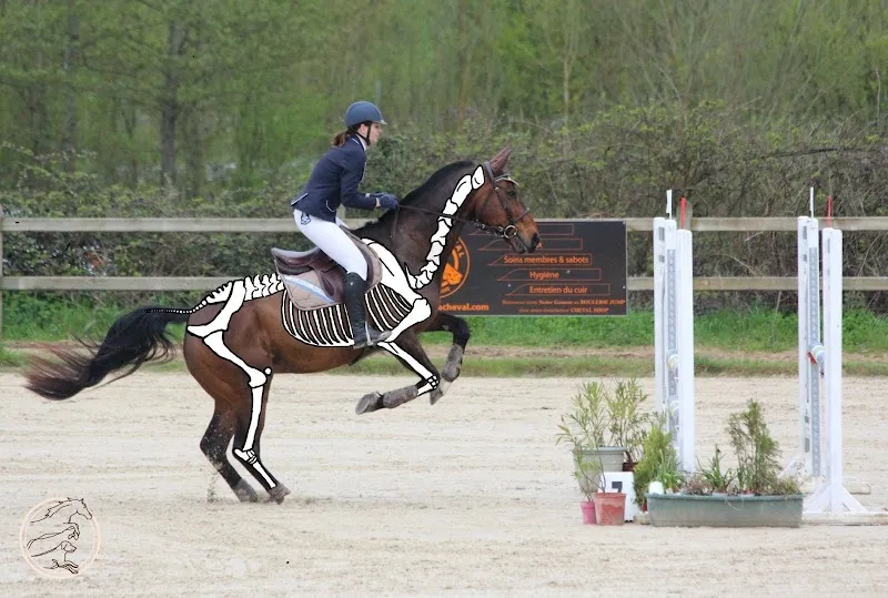 Anne-Claire Lévêque – Ostéopathie animale | Nutrition canine & équitation biomécanique (Vaud & Valais) — Tierdienste in Aigle, Waadt. Bewertung 5.0/5.