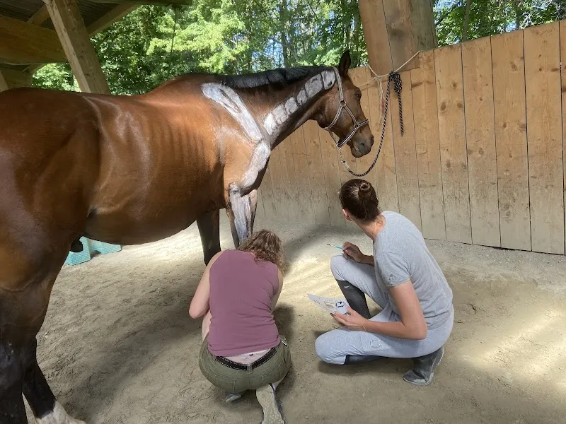 Anne-Claire Lévêque – Ostéopathie animale | Nutrition canine & équitation biomécanique (Vaud & Valais) — Tierdienst, Aigle, Waadt. Foto 2