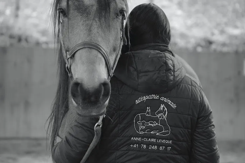 Anne-Claire Lévêque – Ostéopathie animale | Nutrition canine & équitation biomécanique (Vaud & Valais) — Tierdienst, Aigle, Waadt. Foto 3