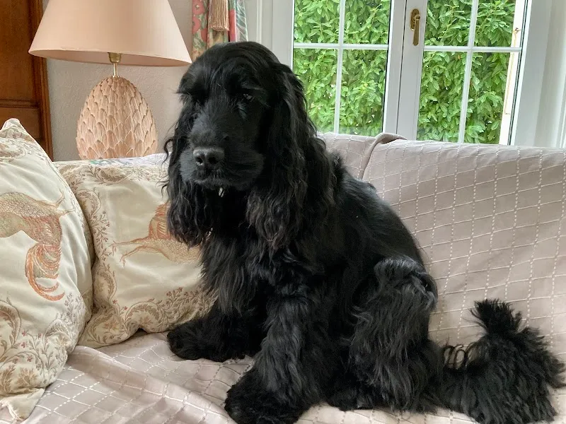 Au Coeur de Rolle Sàrl — Tierdienste in Rolle, Waadt. Bewertung 4.9/5.