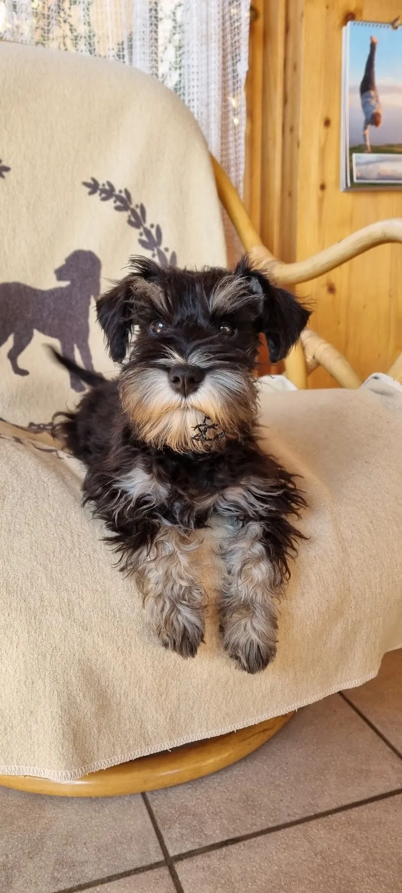 Au Coeur de Rolle Sàrl — Service animalier, Rolle, Vaud. Foto 2