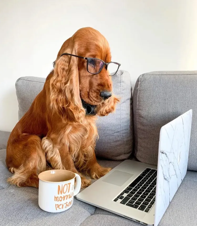 Au Coeur de Rolle Sàrl — Service animalier, Rolle, Vaud. Foto 3