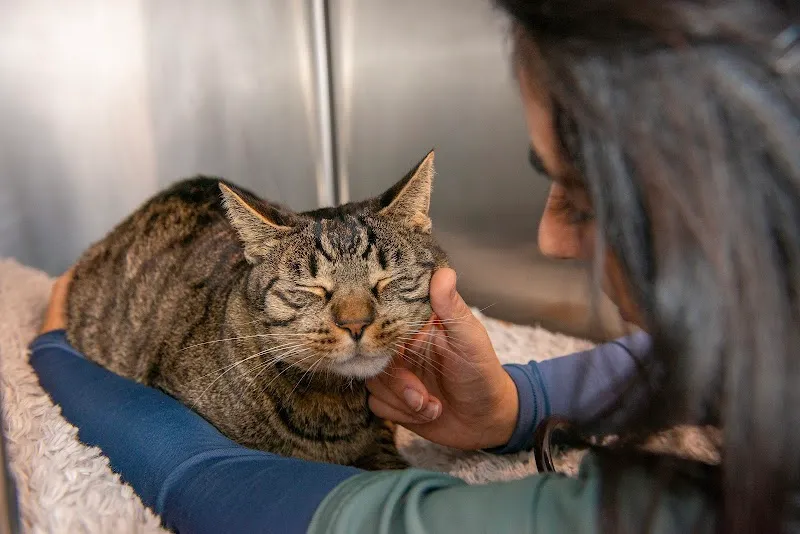 Cabinet Vétérinaire Arche-en-Ville — Tierarzt, Vevey, Waadt. Foto 2