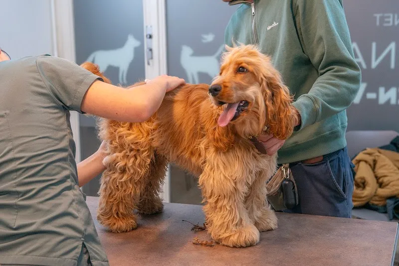 Cabinet Vétérinaire Arche-en-Ville — Tierarzt, Vevey, Waadt. Foto 3