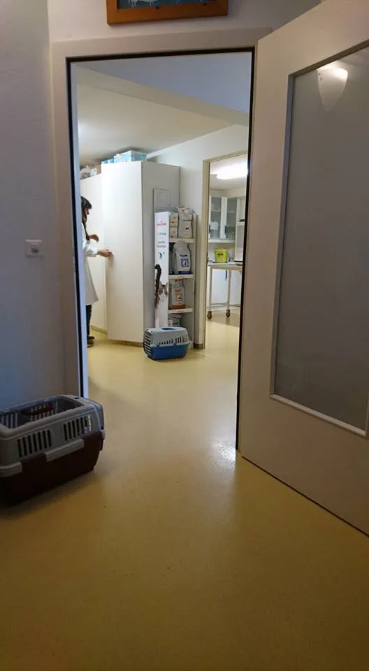 Cabinet Vétérinaire Christine De Conto — Tierarzt in Gland, Waadt. Bewertung 4.6/5.