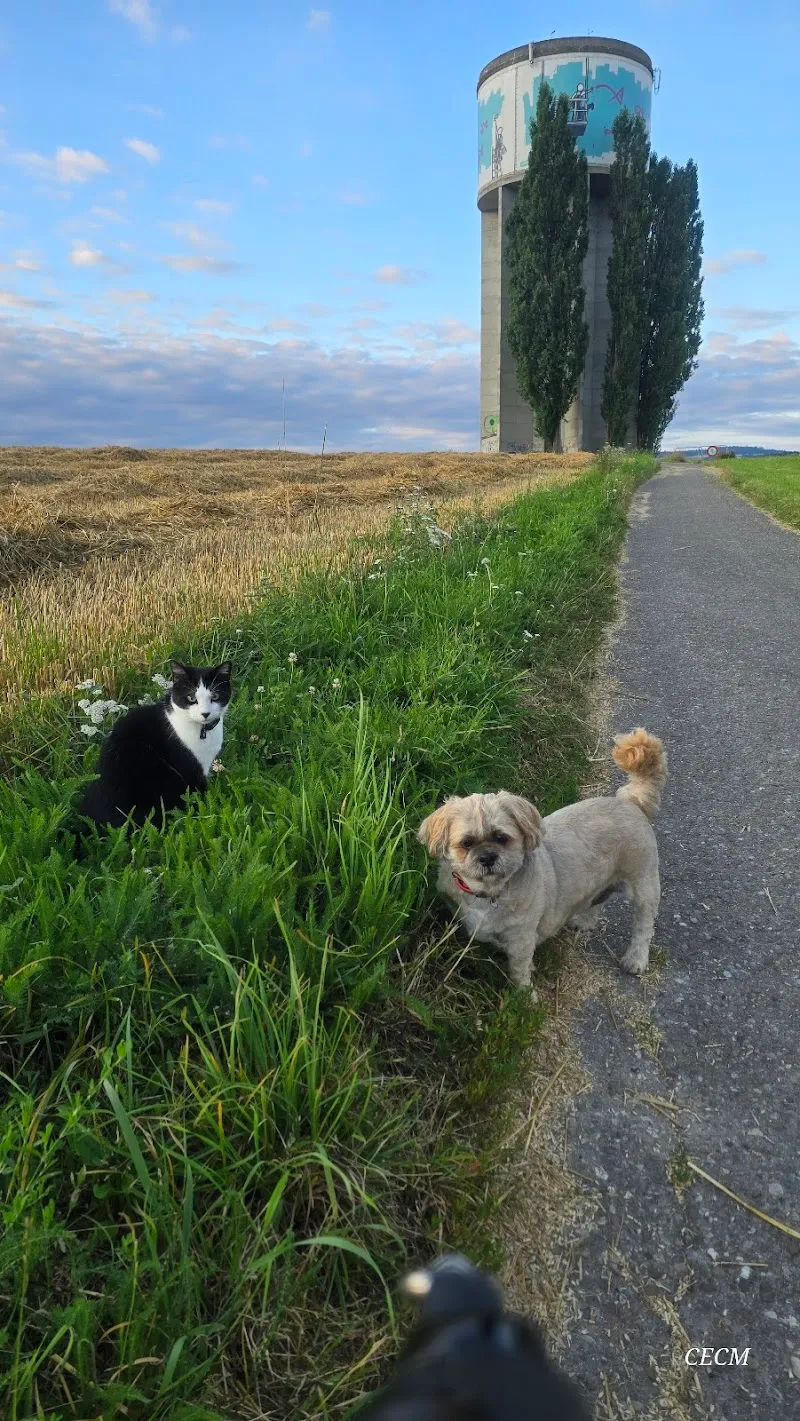 Cabinet Vétérinaire Entre de Bonnes Pattes — Tierarzt, Corcelles-près-Payerne, Waadt. Foto 2