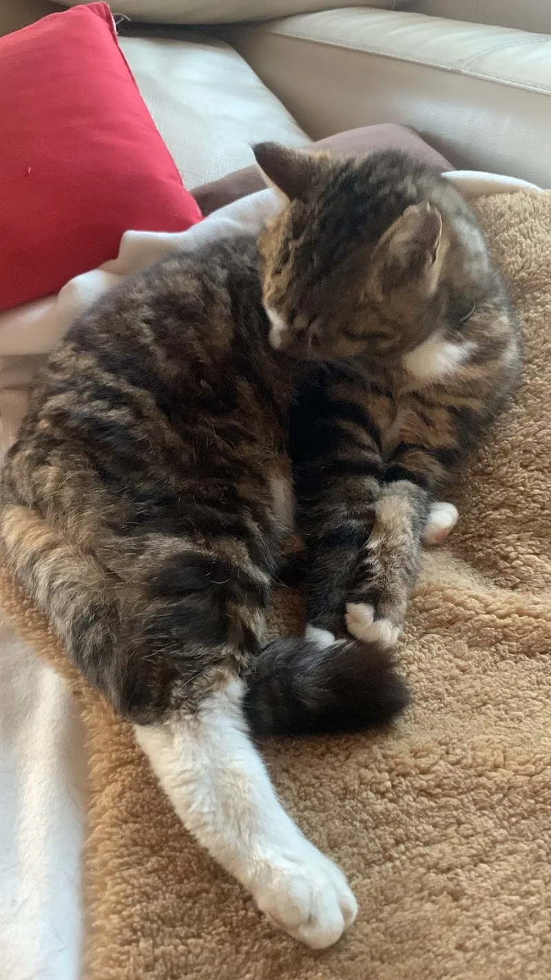 Cabinet Vétérinaire La Brinaz Sàrl — Vétérinaire, Montagny-près-Yverdon, Vaud. Foto 3