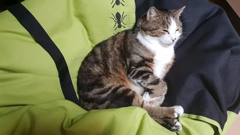 Cabinet Vétérinaire Leysin — Vétérinaire, Leysin, Vaud. Foto 2