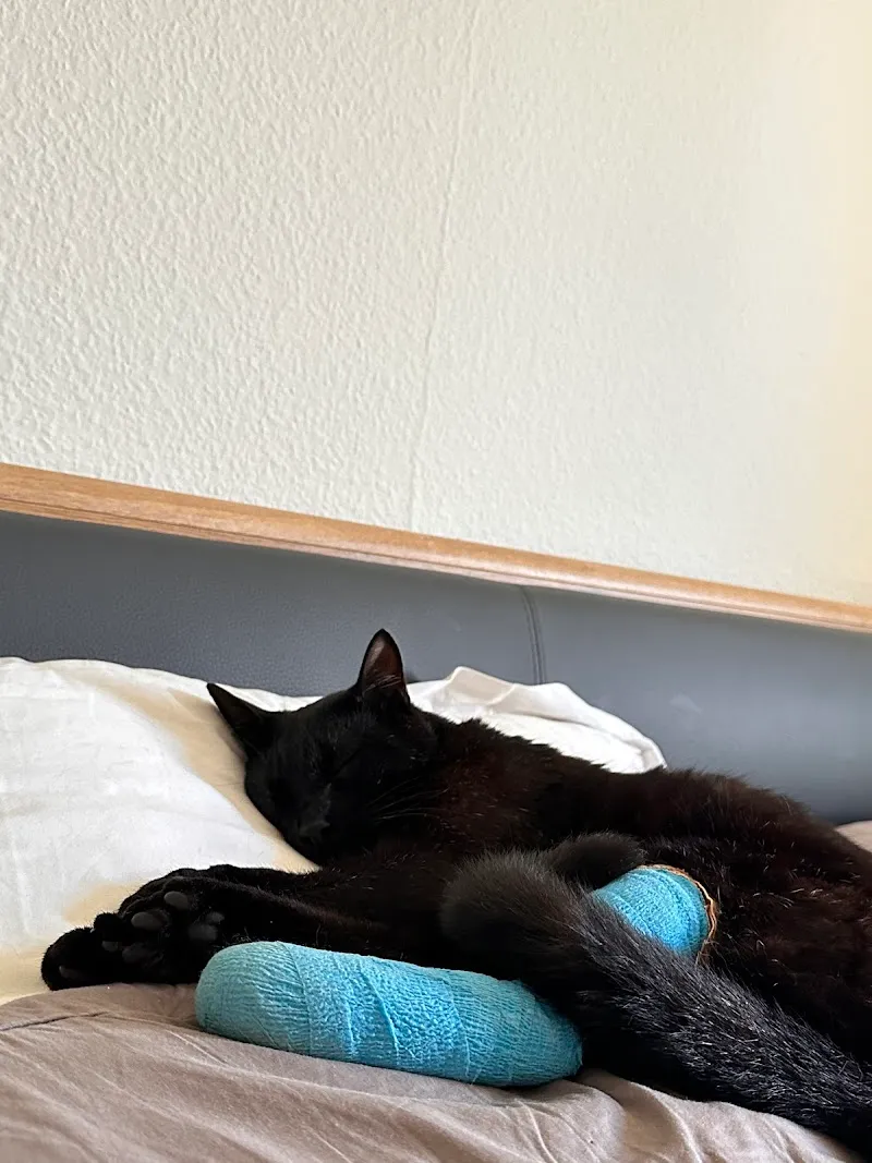 Cabinet Vétérinaire Vetmint Saint-Légier — Tierarzt, Saint-Légier-La Chiésaz, Waadt. Foto 2