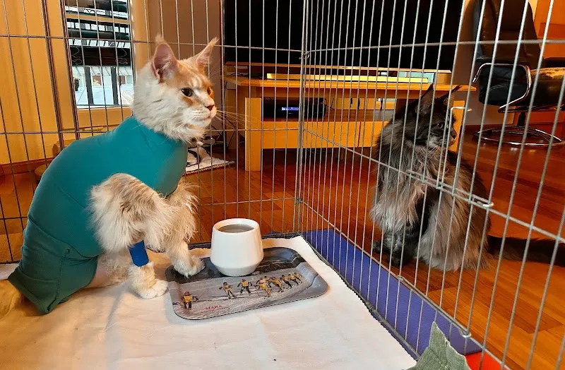 Cabinet Vétérinaire de la Forge Sàrl — Veterinarian, Ollon, Vaud. Foto 3