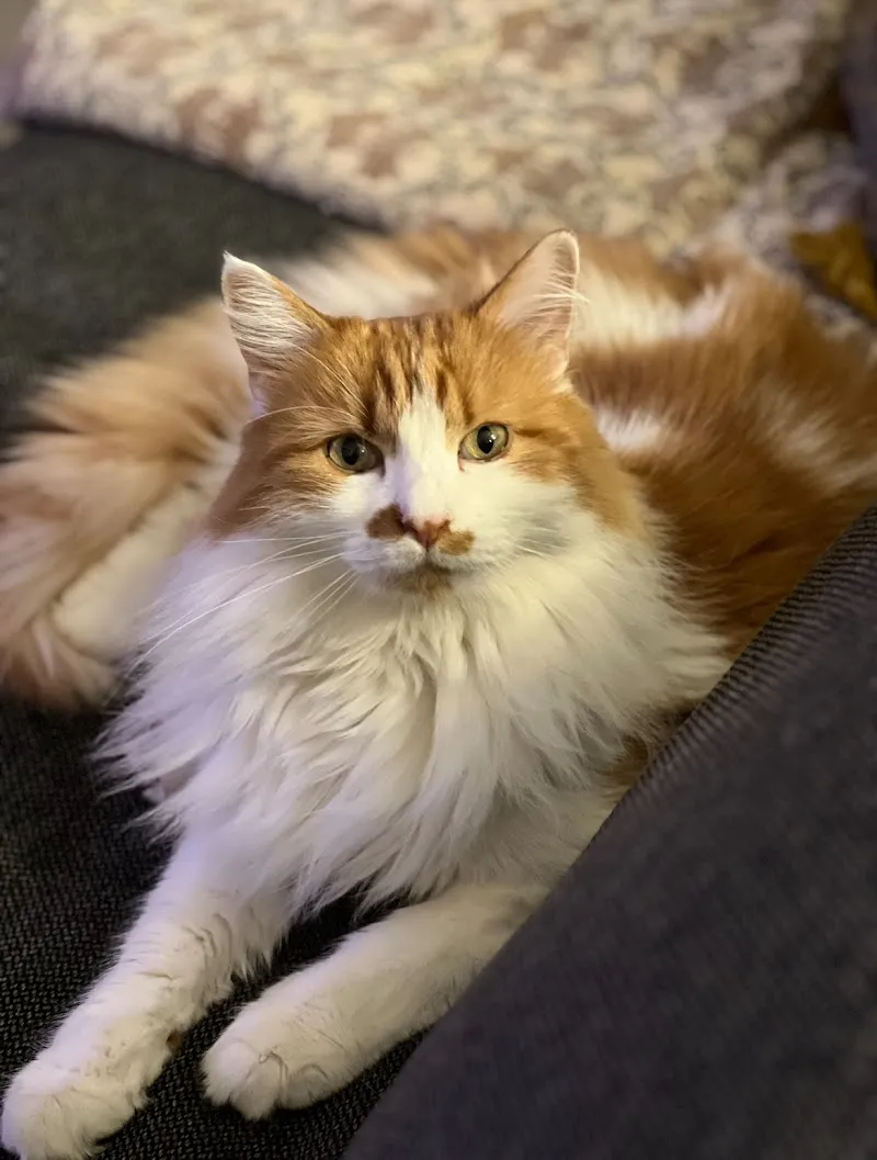 Cabinet Vétérinaire de la Grange-Neuve SA - près de Lausanne — Tierarzt, Cugy, Waadt. Foto 2