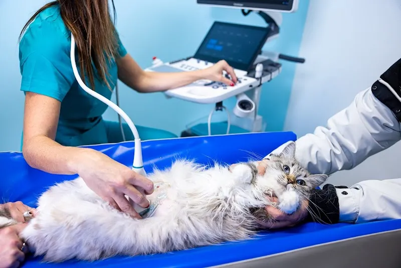 Cabinet Vétérinaire des Lisières - Dr Alexia Hamelin — Tierarzt in Gland, Waadt. Bewertung 4.9/5.