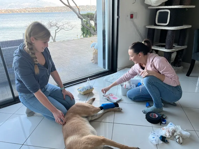 Cabinet Vétérinaire des Lisières - Dr Alexia Hamelin — Tierarzt, Gland, Waadt. Foto 2
