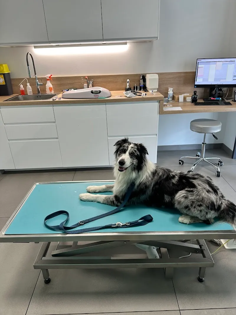 Cabinet Vétérinaire des Lisières - Dr Alexia Hamelin — Tierarzt, Gland, Waadt. Foto 3