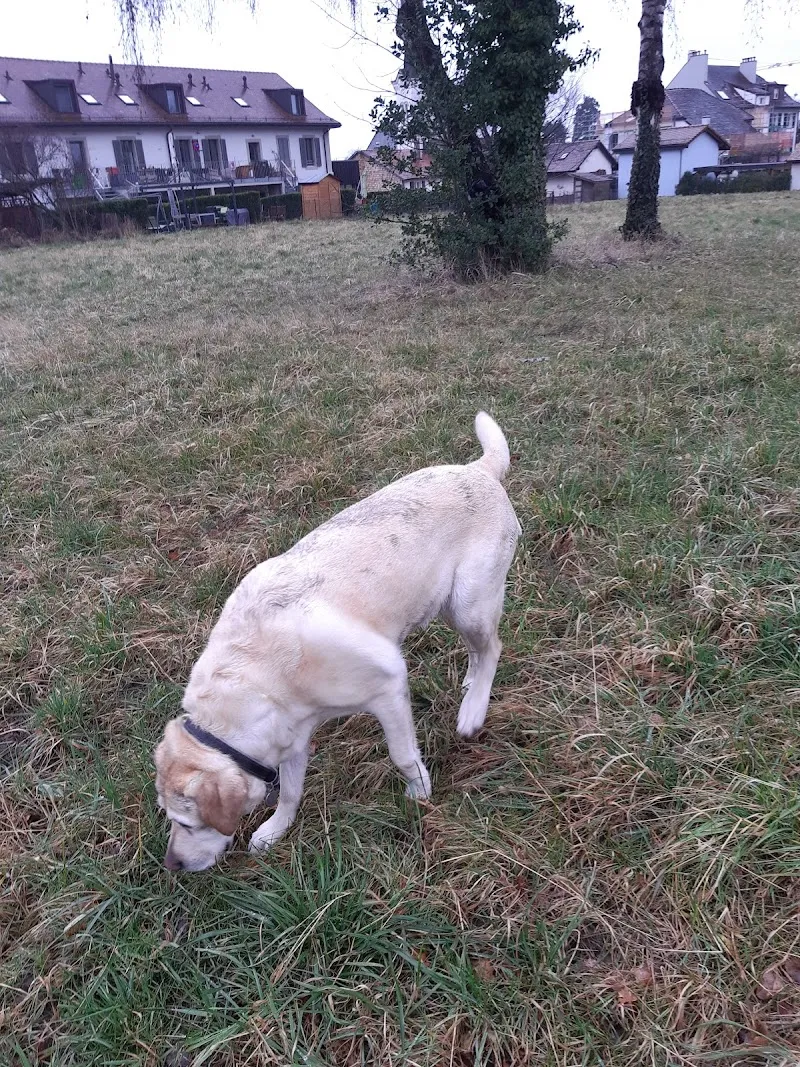 Cabinet d' Ostéopathie Vétérinaire Dr.Mireille Piguet — Tierarzt in Saint-Prex, Waadt. Bewertung 4.9/5.