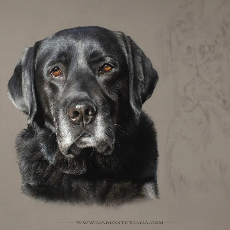 Cabinet d' Ostéopathie Vétérinaire Dr.Mireille Piguet — Tierarzt, Saint-Prex, Waadt. Foto 3