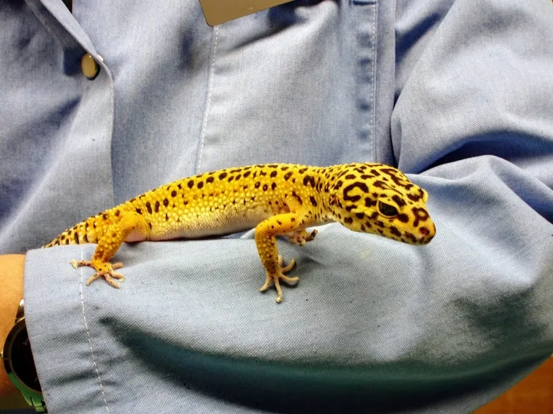 Cabinet vétérinaire Au Furet — Tierarzt in Echichens, Waadt. Bewertung 4.1/5.