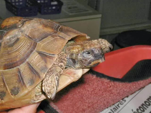 Cabinet vétérinaire Au Furet — Tierarzt, Echichens, Waadt. Foto 3