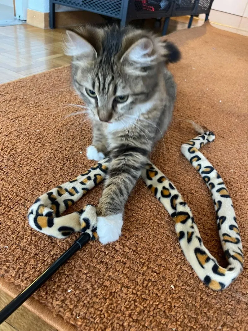 Matoo - Service garde de chat à domicile — Katzenpension in Lausanne, Waadt. Bewertung 5.0/5.