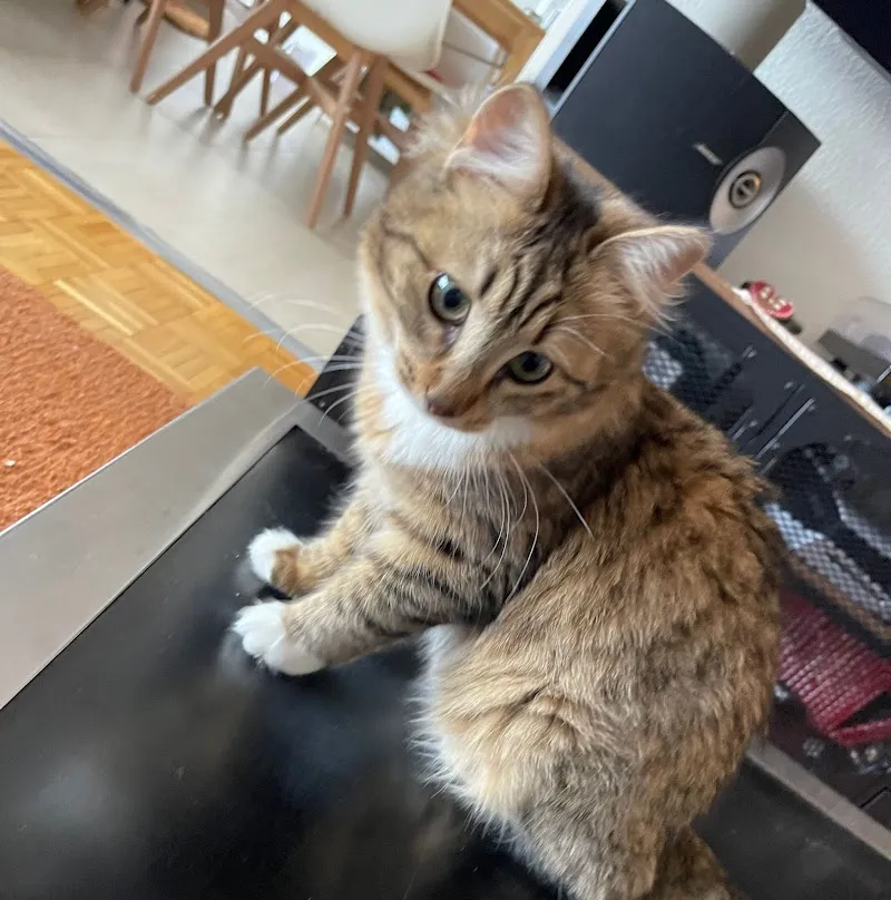 Matoo - Service garde de chat à domicile — Pension pour chats, Lausanne, Vaud. Foto 2