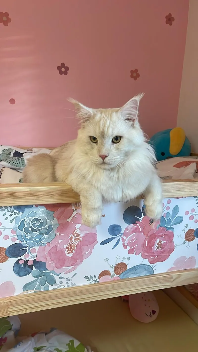 Matoo - Service garde de chat à domicile — Pension pour chats, Lausanne, Vaud. Foto 3