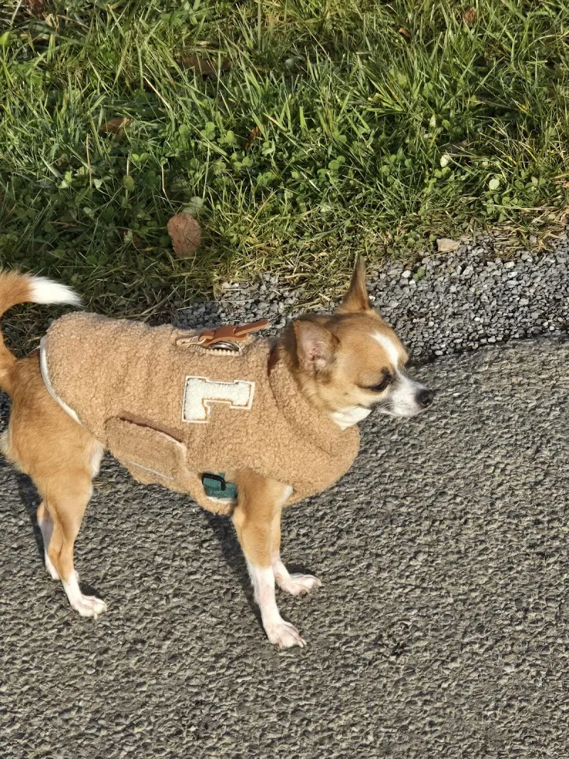 Cabinet vétérinaire Gambetta, Thierry Dupont, médecin-vétérinaire SVS-SVV — Tierarzt, Montreux, Waadt. Foto 2